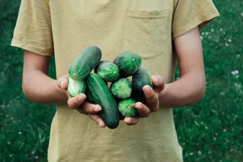 Miniatura 3 de Dasher II - Semillas híbridas de pepino para plantar, más de 25 semillas por paquete, semillas de jardín de Isla (semillas de jardín de Isla)