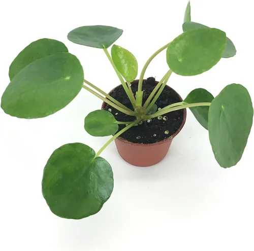 Miniatura 2 de Juego de 2 plantas Pilea peperomioides (maceta de 2 pulgadas) (planta de dinero chino/planta de panqueques/planta OVNI)