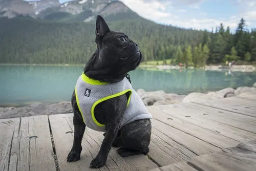Miniatura 6 de JUXZH Truelove - Chaleco de refrigeración para perro, chaqueta enfriadora con cremallera ajustable para entrenamiento de caza al aire libre