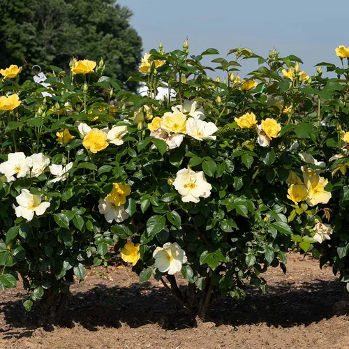 Miniatura 4 de Perfect Plants Easy Bee-zy™ Knock Out® Rose Bush 1 galón Arbusto de rosas vivas Rosas frescas