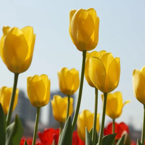 Miniatura 4 de Bulbos de floración de primavera de tulipán perenne amarillo dorado gigante (6)