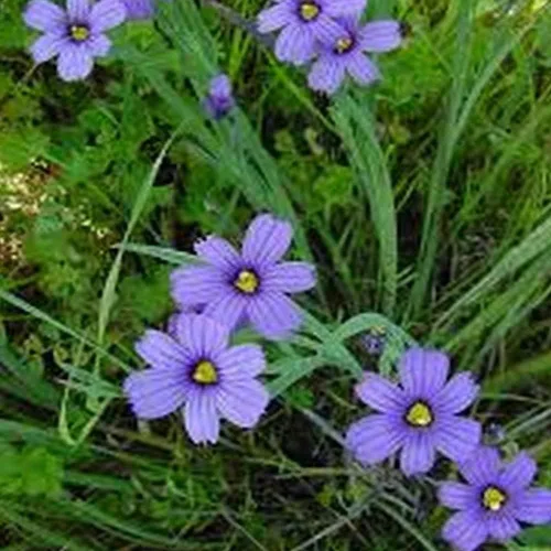 Miniatura 2 de KVITER 200 semillas de hierba de ojos azules – Flores silvestres nativas orgánicas perennes – Semillas de flores perfectas para plantar al aire