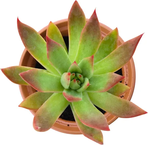 Miniatura 2 de Suculenta rara de 4 pulgadas Echeveria Agavoides “Morgain”, suculentas vivas completamente enraizadas en macetas de 4 pulgadas con tierra, fácil