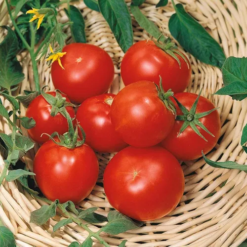 Miniatura 34 de Eden Brothers Semillas de tomate – Semillas de caqui sin OMG para plantar, paquete Semillas de vegetales de bajo mantenimiento, plantas durante