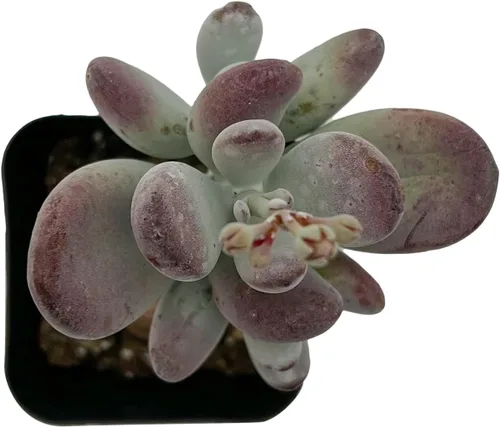 Miniatura 2 de Sprout N Green Cotyledon Orbiculata cv., Planta suculenta viva rara totalmente enraizada en maceta de 2 pulgadas con tierra, decoración de boda