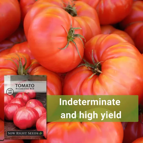 Miniatura 5 de Sow Right Seeds - Semillas de tomate rojo Brandywine para plantar - Tomates de carne de res sin OMG - Semillas de tomate de res grandes para jardín