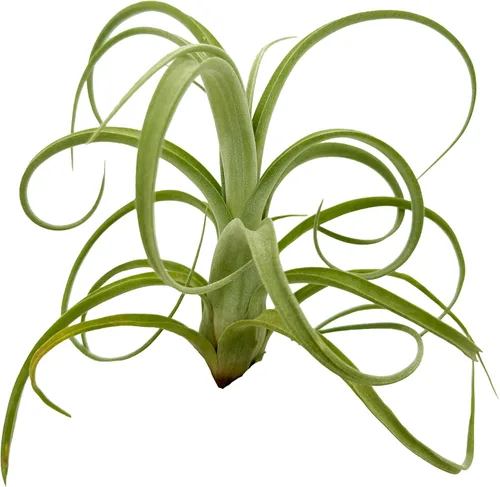 Miniatura 4 de ragnaroc Plantas de aire vivo – Tillandsia Curly Slim Jumbo – 1 unidad de 5 a 9 pulgadas – Ideal para regalos y regalos, plantas de interior vivas
