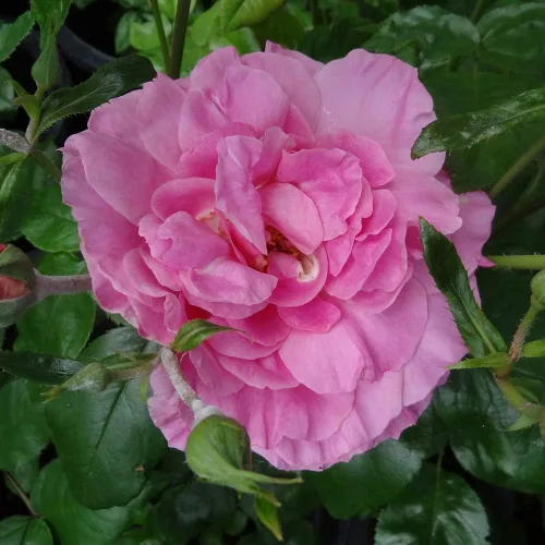 Miniatura 3 de Heirloom Roses Planta de rosas - Santa Elisabeth de Hungría Rosa Rosa Arbusto Planta viva para plantar al aire libre