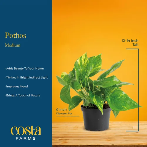 Miniatura 4 de Costa Farms - Planta de Potos