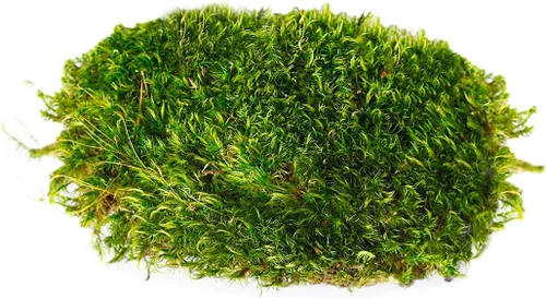 Miniatura 2 de SuperMoss (21539) Mood Moss preservado, bolsa de 200 pulgadas cúbicas (aprox. 8 onzas), verde fresco
