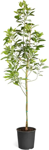 Miniatura 7 de Brighter Blooms - Árbol de aguacate resistente al frío, 2-3 pies - Sin envío a AK, AZ, HI, OR