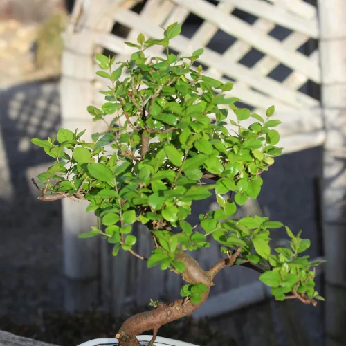 Miniatura 9 de Brussel's Bonsai Árbol bonsái de ciruela dulce china viva, 5 años, 6 a 10 pulgadas, bonsái de interior en maceta de bonsái de cerámica