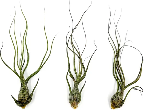 ragnaroc Plantas de aire vivas - Tillandsia Butzii, Jumbo 7-9" - 3 unidades - Llegada viva garantizada - Plantas de interior para decoración del