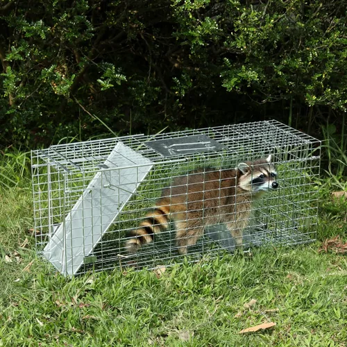 Miniatura 3 de Humane Way Trampa Plegable de 32 Pulgadas para Animales Vivos Humanitaria - Trampas Seguras para Todos los Animales - Mapaches, Gatos, Marmotas