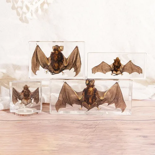 Miniatura 5 de Especímenes de murciélago reales, especímenes de animales de resina, cráneos de animales, peculiaridades, biología, para entusiastas de muestras