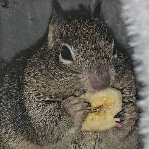 Miniatura 3 de Surtido de 6 golosinas para mascotas con mezcla de frutas secas, insectos secos y otros crujientes - Para planeadores de azúcar, erizos, ardillas