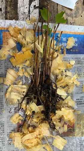 Miniatura 3 de 10 plántulas de Ginkgo Biloba Plantas 1 año Árbol más antiguo del mundo. Hoja dividida. Raíces envueltas