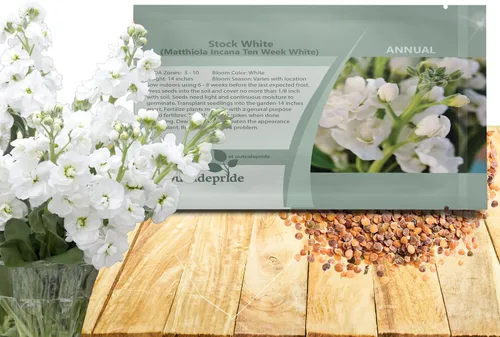 Miniatura 10 de Outsidepride Ten Week Blue Mattiola Stock Seeds – 1000 semillas anuales de flores para plantar con flores fragantes que atraen a los polinizadores