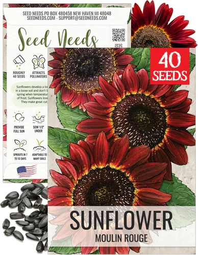 Miniatura 15 de Seed Needs Semillas de girasol para plantar girasoles de manchas solares enanas, semillas de flores de corte anual de polinización abierta