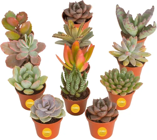 Miniatura 11 de Costa Farms Mini plantas suculentas vivas en macetas de plástico, suculentas de interior fáciles de mantener, plantas de interior para decoración
