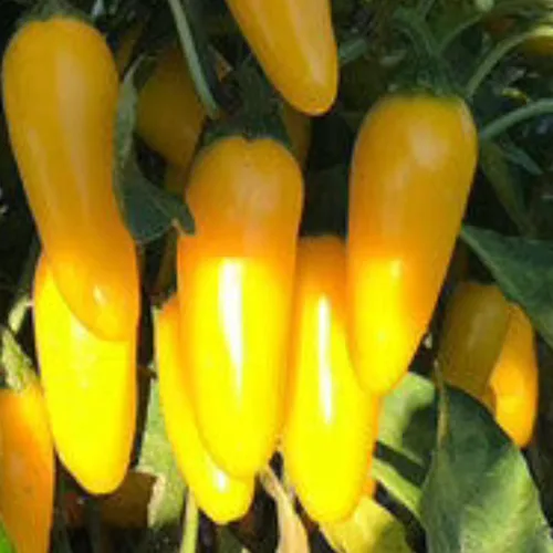 PAPAW'S GARDEN SUPPLY LLC. Hatch Valley - Semillas de pimiento picante de jalapeño amarillo cultivadas en Hatch Valley, sin OMG, 1 paquete de 20