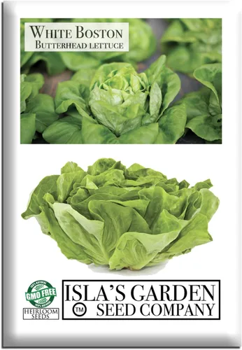 White Boston Butterhead Semillas de lechuga para plantar, más de 1000 semillas tradicionales por paquete, semillas de jardín de Isla (semillas de