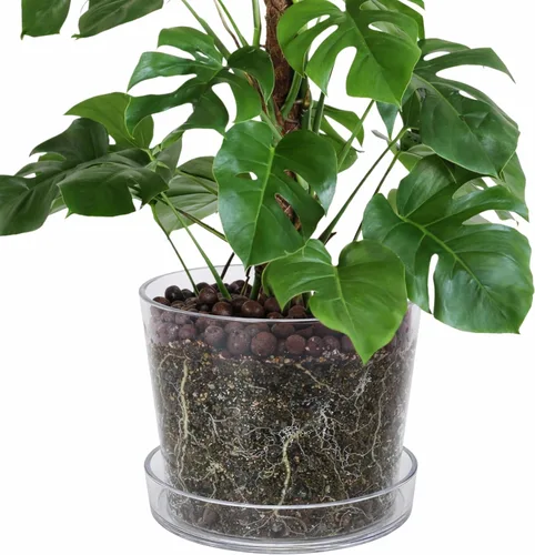Miniatura 22 de Phoenix Vine Maceta de acrílico transparente de 3.5 pulgadas con bandeja, maceta de orquídeas con agujeros de drenaje, platillo profundo para riego