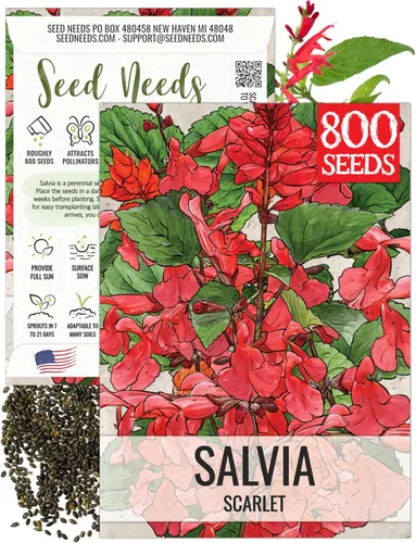 Seed Needs, semillas de salvia roja escarlata - 800 semillas de variedad antigua para plantar Salvia coccinea - Flor silvestre perenne para un