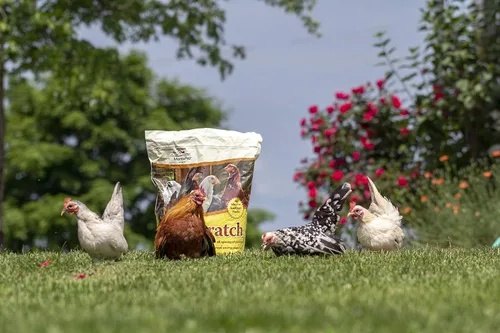 Miniatura 2 de Manna Pro Ultimate Chicken Scratch Feed, Alimento de Grano Nutritivo Rico en Nutrientes para Pollos y Aves de Corral, Mezcla Natural Multigrano