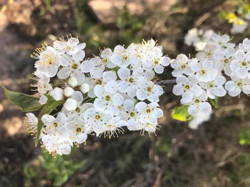 Miniatura 5 de Pin Cherry Tree Semillas Premium Prunus pensylvanica 'Spring' Plants' (Premium Seeds, 5)