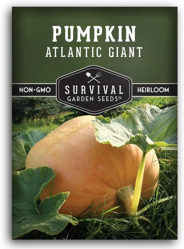 Atlantic - Semillas de calabaza gigante para plantar | Variedad tradicional sin OMG para cultivar enormes calabazas de competencia para jardín o