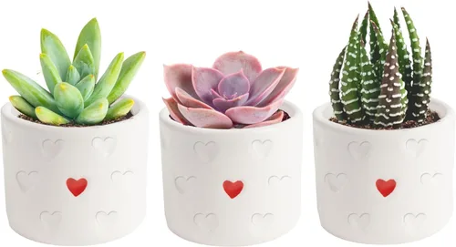 Miniatura 9 de Costa Farms Mini plantas suculentas vivas en macetas de plástico, suculentas de interior fáciles de mantener, plantas de interior para decoración