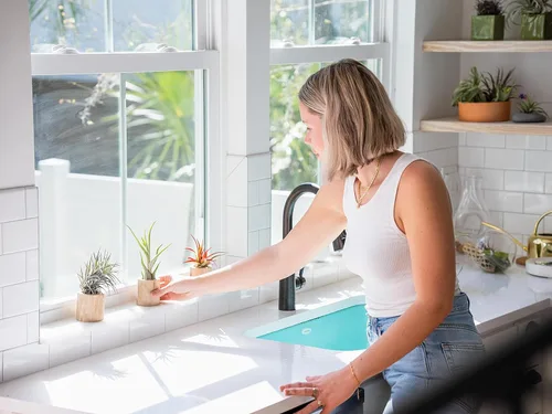 Miniatura 5 de Planta de aire grande Tectorum Ecuador - Plantas suculentas de interior de Tillandsia vivas - Disponible al por mayor y a granel - Decoración