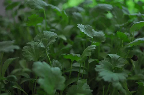Miniatura 3 de Semilla de cilantro, semillas de germinación, microverde, brotes, 16 onzas, sin OMG – Marca Country Creek Acres – Alta germinación de brotes