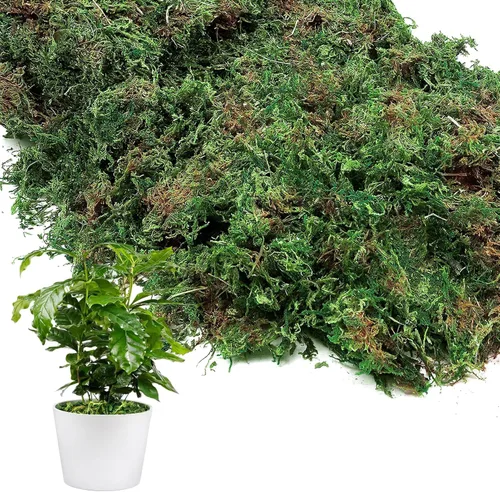 Musgo verde natural de 10 onzas para plantas de interior, musgo real de bosque seco para manualidades, jardines de hadas artificiales, mosswall,