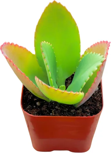 Miniatura 13 de Suculentas plantas vivas de 2 pulgadas, Planta rosario variegada, minisuculentas, plantas de interior de fácil cuidado enraizadas en mezcla