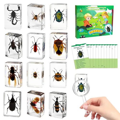 Miniatura 8 de Juego de 12 especímenes de insectos, taxidermia de insectos real en muestras de resina con lupa y tarjetas de información, insectos educativos