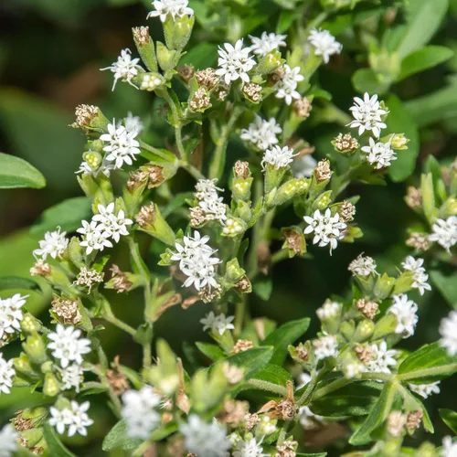 Miniatura 3 de Eden Brothers Semillas de Stevia - Sweetie Star