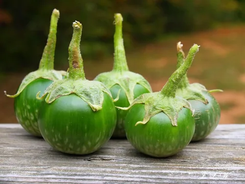 Miniatura 3 de TomorrowSeeds - Petch Siam Semillas de berenjena tailandesa - Paquete de más de 600 unidades - para 2024 Huevo redondo de berenjena verde pequeño