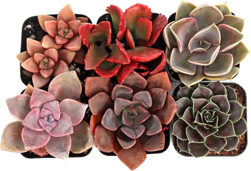 Mountain Crest Gardens Paquete de suculentas rosas, moradas y rojas, 6 plantas vivas en macetas de 2 pulgadas, suculentas reales para decoración de