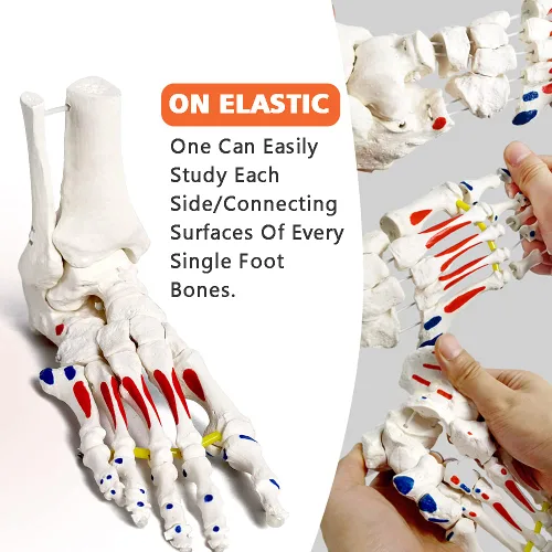 Miniatura 2 de Modelo de esqueleto de pie en elástico, con muñón tibia-peroné ensartado elástico inserciones musculares y orígenes, molde natural para una
