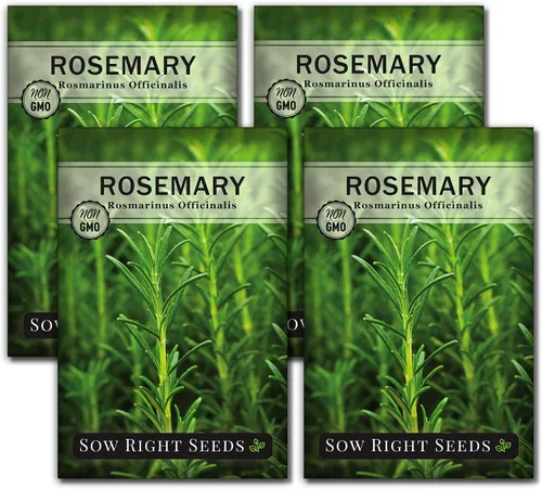 Sow Right Seeds - Semilla de romero para plantar - Paquete de reliquia sin OMG con instrucciones para plantar y cultivar un jardín de hierbas de