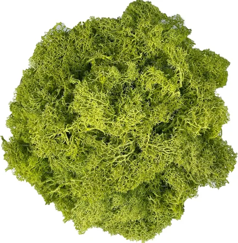 Musgo artificial preservado de musgo para plantas en maceta, musgo verde fresco natural para manualidades, decoración de pared floral, centros de