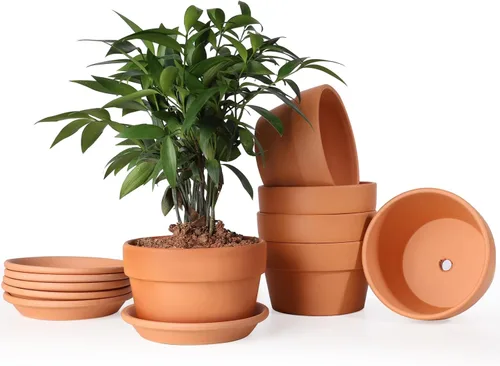 Miniatura 11 de INGOFIN Macetas de terracota de 4 pulgadas con platillos, paquete de 8 macetas de arcilla poco profunda con agujeros de drenaje para suculentas