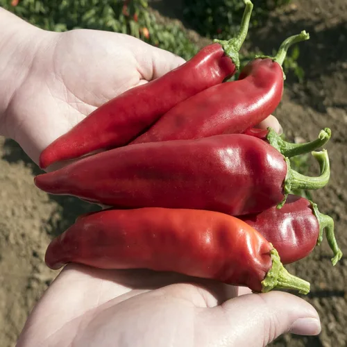 Organic Joe E. Parker - Semillas de pimiento picante – 0.25 onzas ~ 1250 semillas – Sin OMG, certificado orgánico, reliquia – Huerto – Capsicum