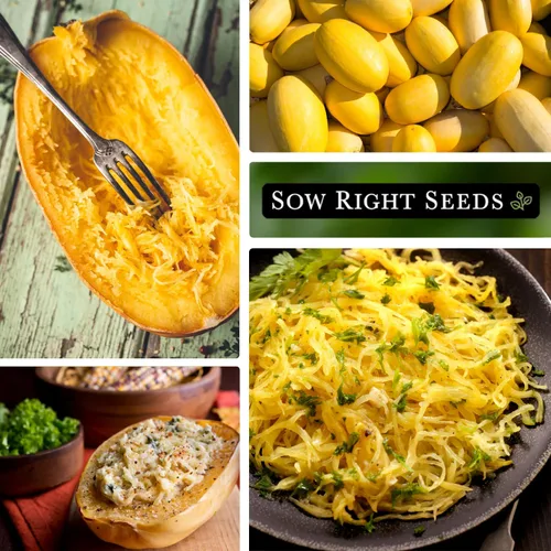 Miniatura 4 de Sow Right Seeds - Semillas de calabaza espagueti para plantar - Paquete de reliquia sin OMG con instrucciones para plantar y cultivar un huerto al