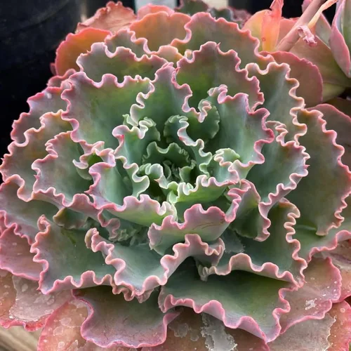 Miniatura 11 de Echeveria Suculents Plantas vivas para plantar, suculentas de Echeveria vivas, plantas de Echeveria vivas, suculentas de Echeveria vivas, suculentas