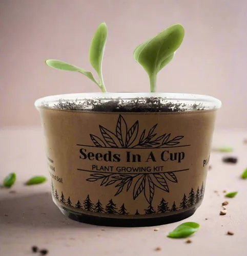 Miniatura 9 de Arce Japonés Kit de cultivo de semillas Seeds in A Cup