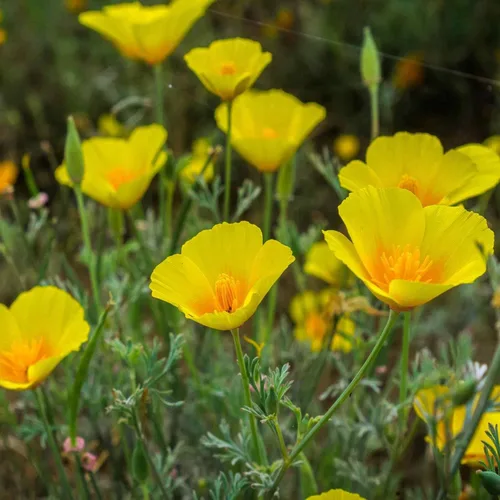 4000 semillas de amapola enana dorada del oeste de California, flor estatal, amapola amarilla, re-semillas, floración más tarde que la amapola dorada