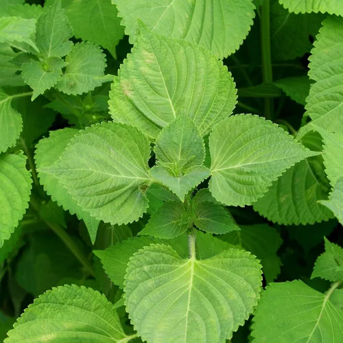 Shiso Seeds - Verde - 1 oz - Jardín de hierbas y microgreens/Micro hierbas sin OMG - AKA: Perilla, planta de bistec